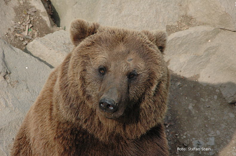 Portrait Braunbär